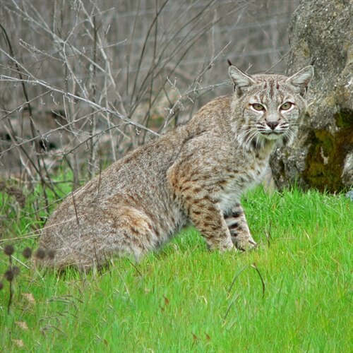 Wild Cat Feeding Experience for Two Wild Cat Feeding Experience for Two
